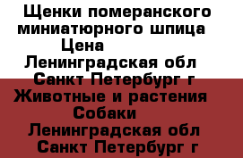 Щенки померанского миниатюрного шпица › Цена ­ 50 000 - Ленинградская обл., Санкт-Петербург г. Животные и растения » Собаки   . Ленинградская обл.,Санкт-Петербург г.